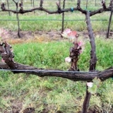 Rezidba grožđa u jesen za početnike u slikama